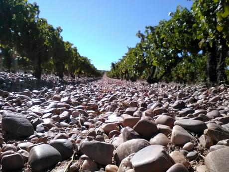 Campo Elíseo Cuvée Alegre 2018