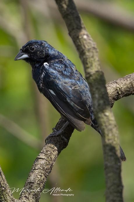 Volatinero (Blue-black Grassquit) Volatinia jacarina