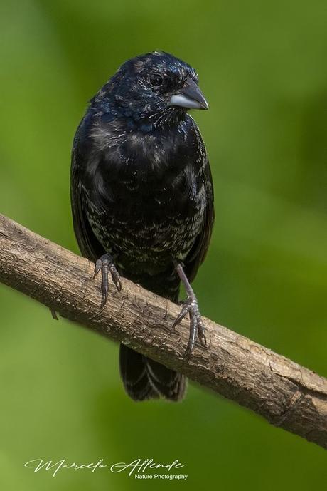 Volatinero (Blue-black Grassquit) Volatinia jacarina