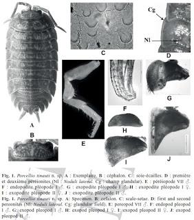 Nueva especie de isópodo terrestre descubierta en una cueva de Granada Nueva especie de isópodo terrestre descubierta en una cueva de Granada