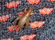 animal copulador mundo