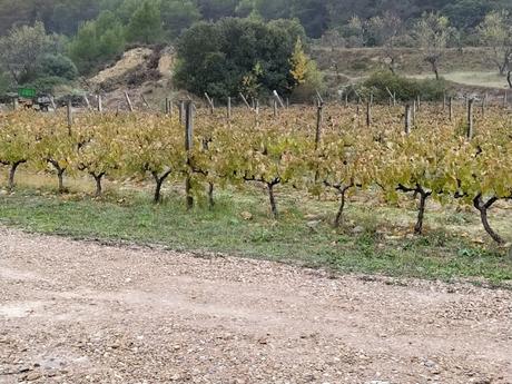 BODEGAS PEGALAZ: viernes 22 de noviembre de 2019: I.G.P. Ribera del Gállego-Cinco Villas BODEGAS PEGALAZ: viernes 22 de noviembre de 2019: I.G.P. Ribera del Gállego-Cinco Villas