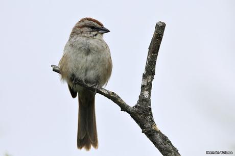 Cachilo corona castaña (Rhynchospiza strigiceps)