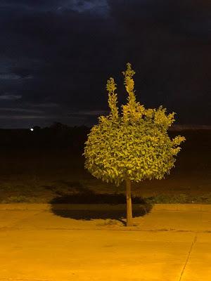 Un árbol con el tiempo dentro