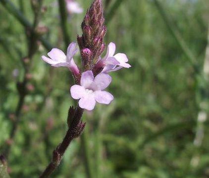 Verbena officinalis, una planta medicinal con propiedades asombrosas planta verbena