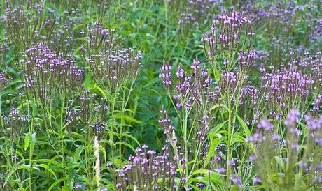 Verbena officinalis, una planta medicinal con propiedades asombrosas verbena propiedades