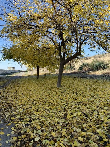 Poética del otoño / 7