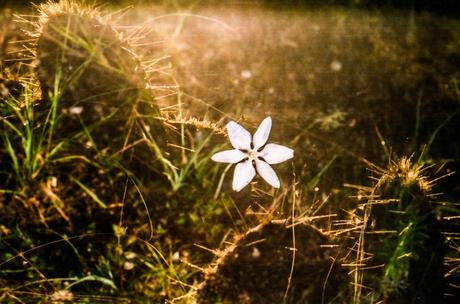 Sacerdotes de lo invisible