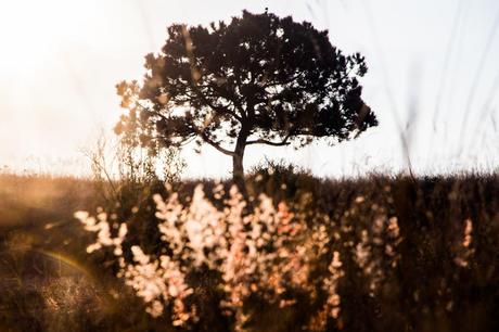 Sacerdotes de lo invisible Sacerdotes de lo invisible