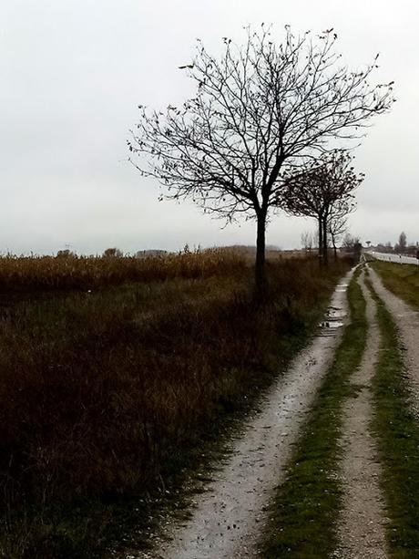 Sembrando El Camino de Santiago, décima edición. Villadangos del Páramo a Puente de Órbigo.