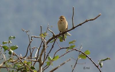 AVES COMUNES