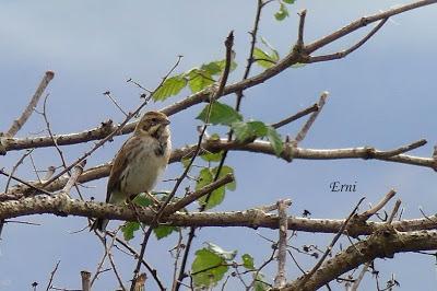 AVES COMUNES