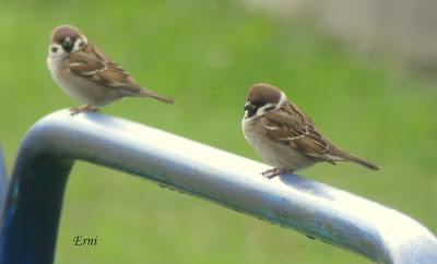 AVES COMUNES