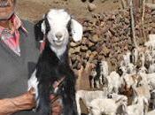 criancero sigue tradición ancestral norte