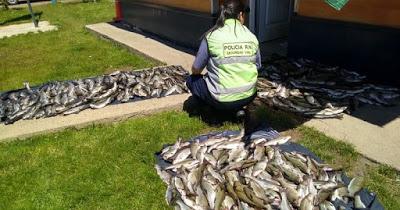 Secuestran más de 500 truchas pescadas y transportadas ilegalmente