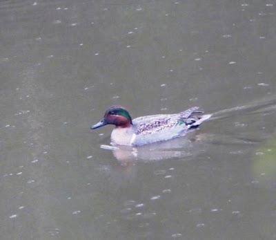 Dos americanas por Avilés