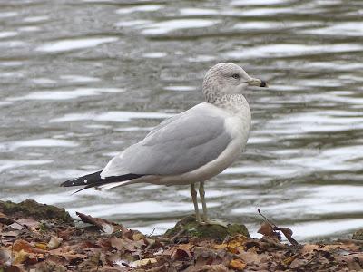 Dos americanas por Avilés