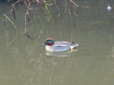Dos americanas por Avilés