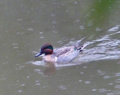 Dos americanas por Avilés