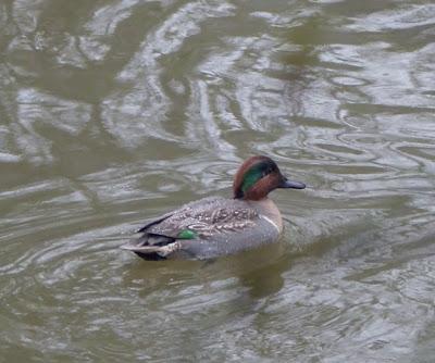 Dos americanas por Avilés
