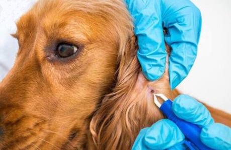 Erliquiosis canina, una enfermedad que puede ser mortal para tu perro Erliquiosis canina, una enfermedad que puede ser mortal para tu perro