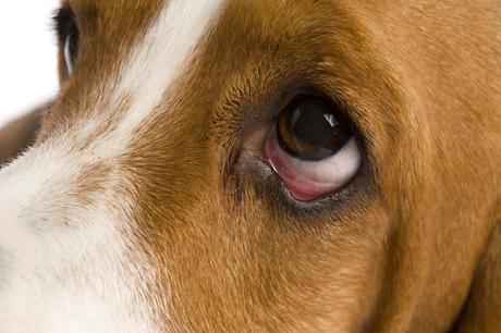 Erliquiosis canina, una enfermedad que puede ser mortal para tu perro Erliquiosis canina, una enfermedad que puede ser mortal para tu perro