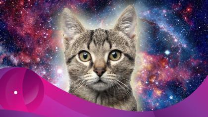 Los Gatos son Protectores del Hogar Contra Espíritus Negativos y Fantasmas, además poseen propiedades curativas.