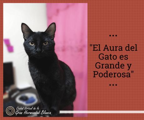 Los Gatos son Protectores del Hogar Contra Espíritus Negativos y Fantasmas, además poseen propiedades curativas.