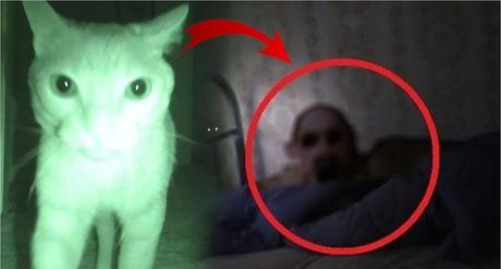 Los Gatos son Protectores del Hogar Contra Espíritus Negativos y Fantasmas, además poseen propiedades curativas.