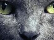 Gatos Protectores Hogar Contra Espíritus Negativos Fantasmas, además poseen propiedades curativas.