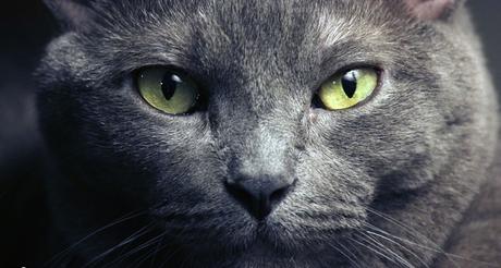 Los Gatos son Protectores del Hogar Contra Espíritus Negativos y Fantasmas, además poseen propiedades curativas.