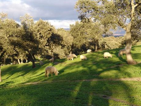 En estas fechas… ¡nos vamos de cordero con el Club del Ibérico!