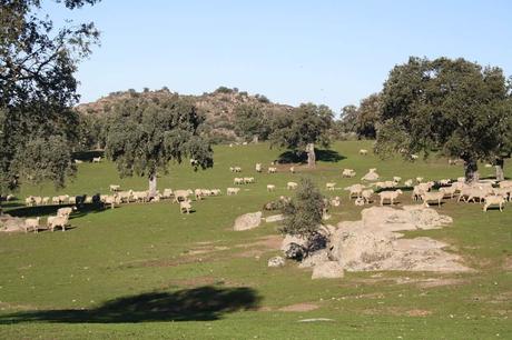 En estas fechas… ¡nos vamos de cordero con el Club del Ibérico!