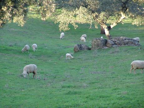 En estas fechas… ¡nos vamos de cordero con el Club del Ibérico!