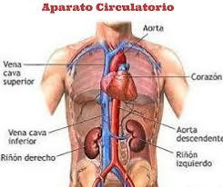 Circulación Sanguínea, Salud de las Piernas, Vivir saludablemente, Circulación de las Piernas, Sistema Circulatorio, Sistema Linfatico, Edema en Piernas, Circulación Sanguínea, Salud de las Piernas, Vivir saludablemente, Circulación de las Piernas, Sistema Circulatorio, Sistema Linfatico, Edema en Piernas,