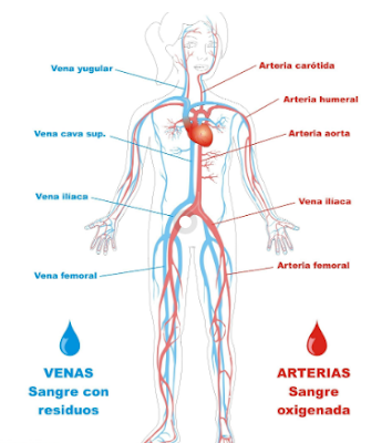 Circulación Sanguínea, Salud de las Piernas, Vivir saludablemente, Circulación de las Piernas, Sistema Circulatorio, Sistema Linfatico, Edema en Piernas, 
