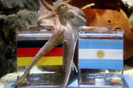 ¿Por qué es famoso el pulpo Paul?