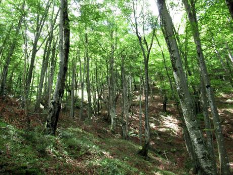 Cuergo/Cuérigo-Valdeberruga-Pozu L.lobos del Monte´l Marinón