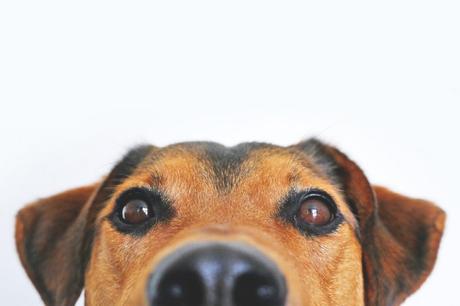 adorable-blur-breed-close-up-406014 Motivación canina: leer con perros ayuda a niños a continuar la lectura