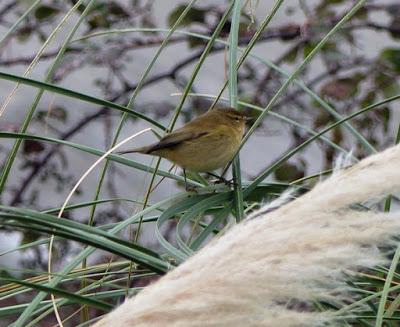 Pioyinos por tolos llaos