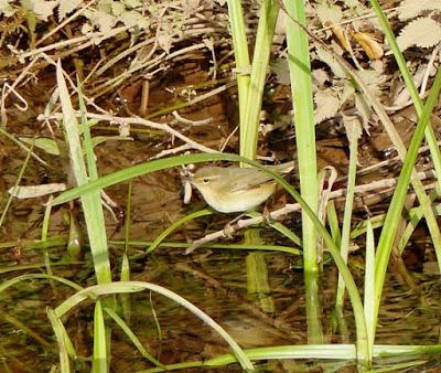 Pioyinos por tolos llaos