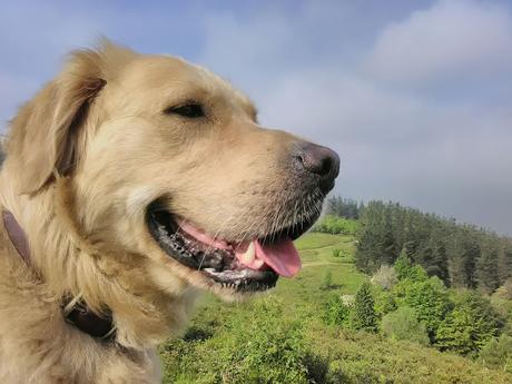 10 IDEAS PARA PROTEGER A TU PERRO DE LA PIROTECNIA EN ESTAS FIESTAS 10 IDEAS PARA PROTEGER A TU PERRO DE LA PIROTECNIA EN ESTAS FIESTAS