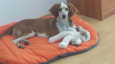 10 IDEAS PARA PROTEGER A TU PERRO DE LA PIROTECNIA EN ESTAS FIESTAS 10 IDEAS PARA PROTEGER A TU PERRO DE LA PIROTECNIA EN ESTAS FIESTAS