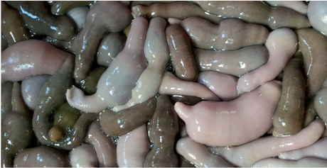 #Animales #Ciencias: Le dicen “pez pene” pero en realidad es un gusano marino: ¿cómo aparecieron miles de ellos en #California? #EEUU #Animales #Ciencias: Le dicen “pez pene” pero en realidad es un gusano marino: ¿cómo aparecieron miles de ellos en #California? #EEUU