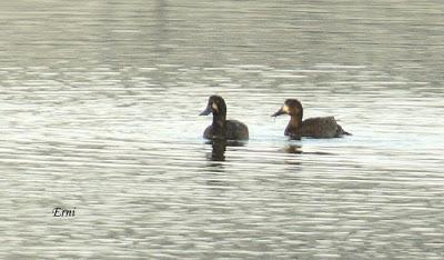 PORRONES BASTARDOS CON UN ACOPLADO MISTERIOSO