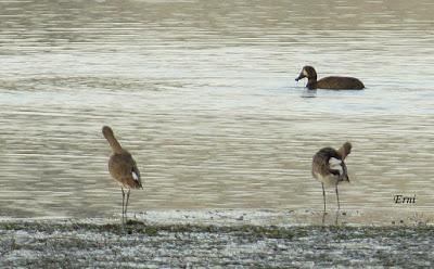 PORRONES BASTARDOS CON UN ACOPLADO MISTERIOSO