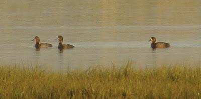 PORRONES BASTARDOS CON UN ACOPLADO MISTERIOSO