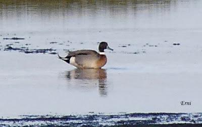 PORRONES BASTARDOS CON UN ACOPLADO MISTERIOSO