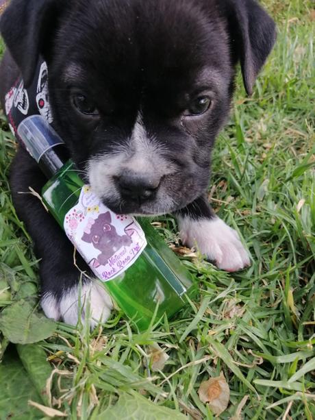 Este sábado 21 de diciembre se realiza la Primera Feria del Pet Emprendimiento