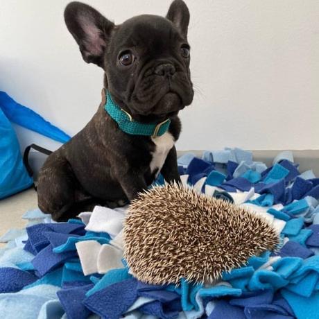 Este sábado 21 de diciembre se realiza la Primera Feria del Pet Emprendimiento